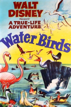 Water Birds (1952)