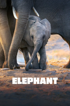 Elephant (2020) (2020) download