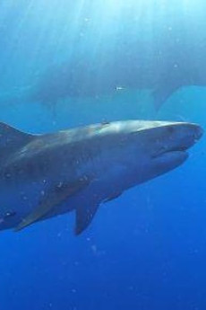 Nature Sharks of Hawaii (2021)