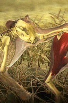 Nature Moment of Impact: Hunters and Herds (2010)