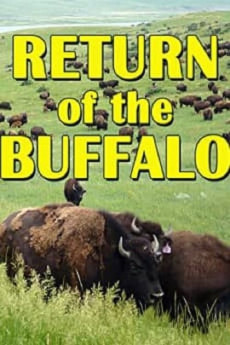 The Return of the Buffalo: Restoring the Great American Prairie (2008) (2008) download