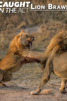 Caught in the Act Lion Brawl (2012)