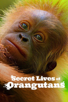 Secret Lives of Orangutans (2024) (2024) download