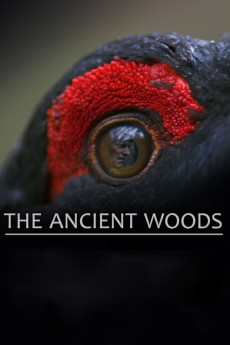 The Ancient Woods (2017) (2017) download